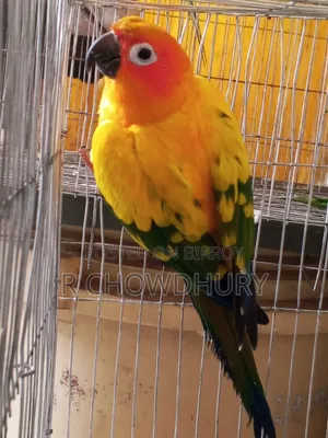 Sun Conure Sell