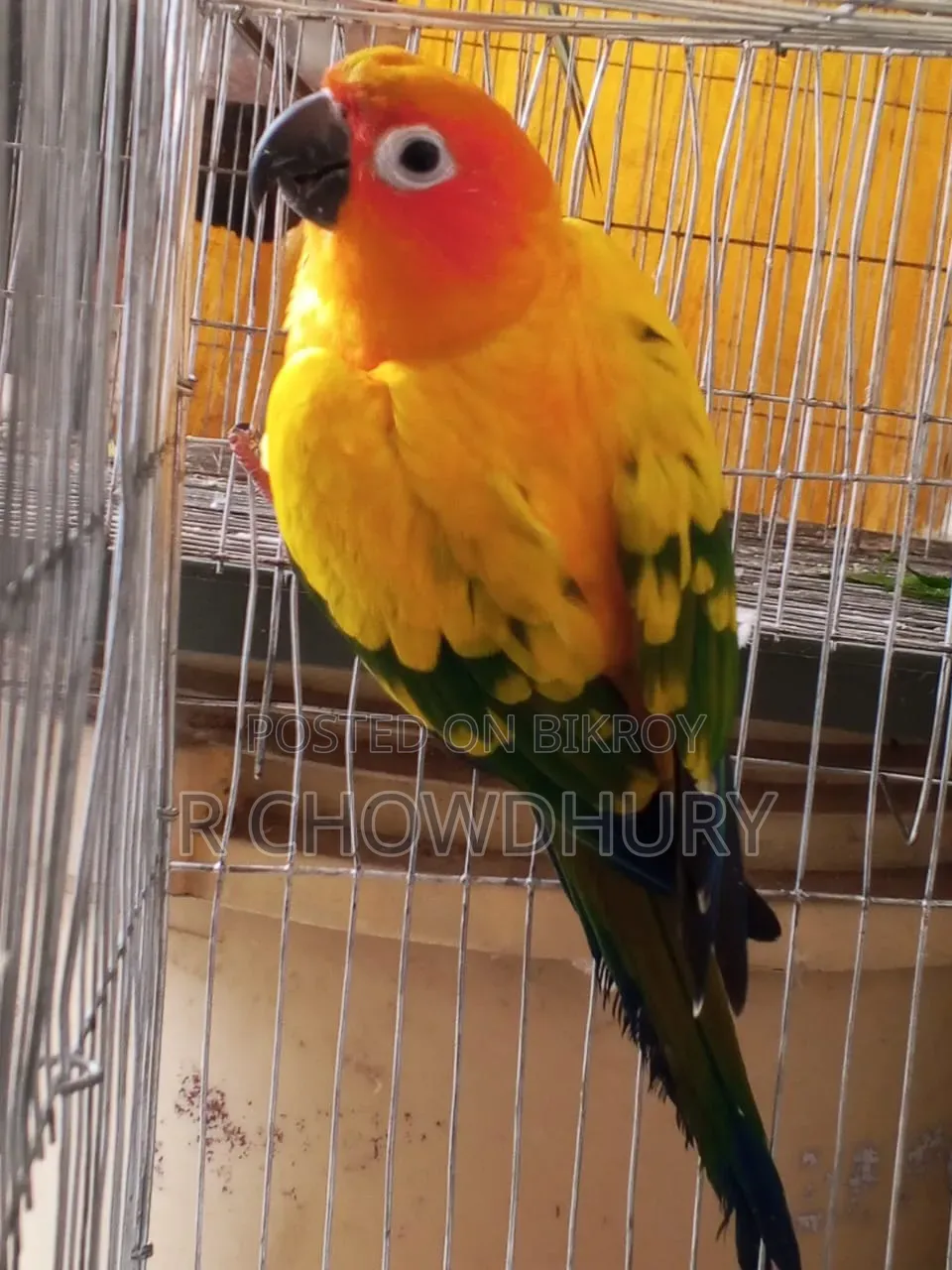 Sun Conure Sell