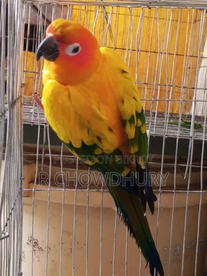 Sun Conure Sell