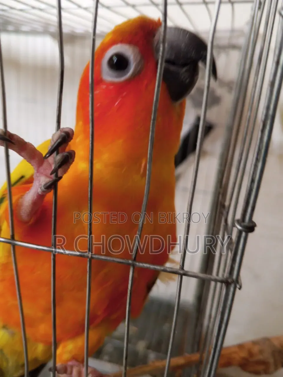 Sun Conure Sell