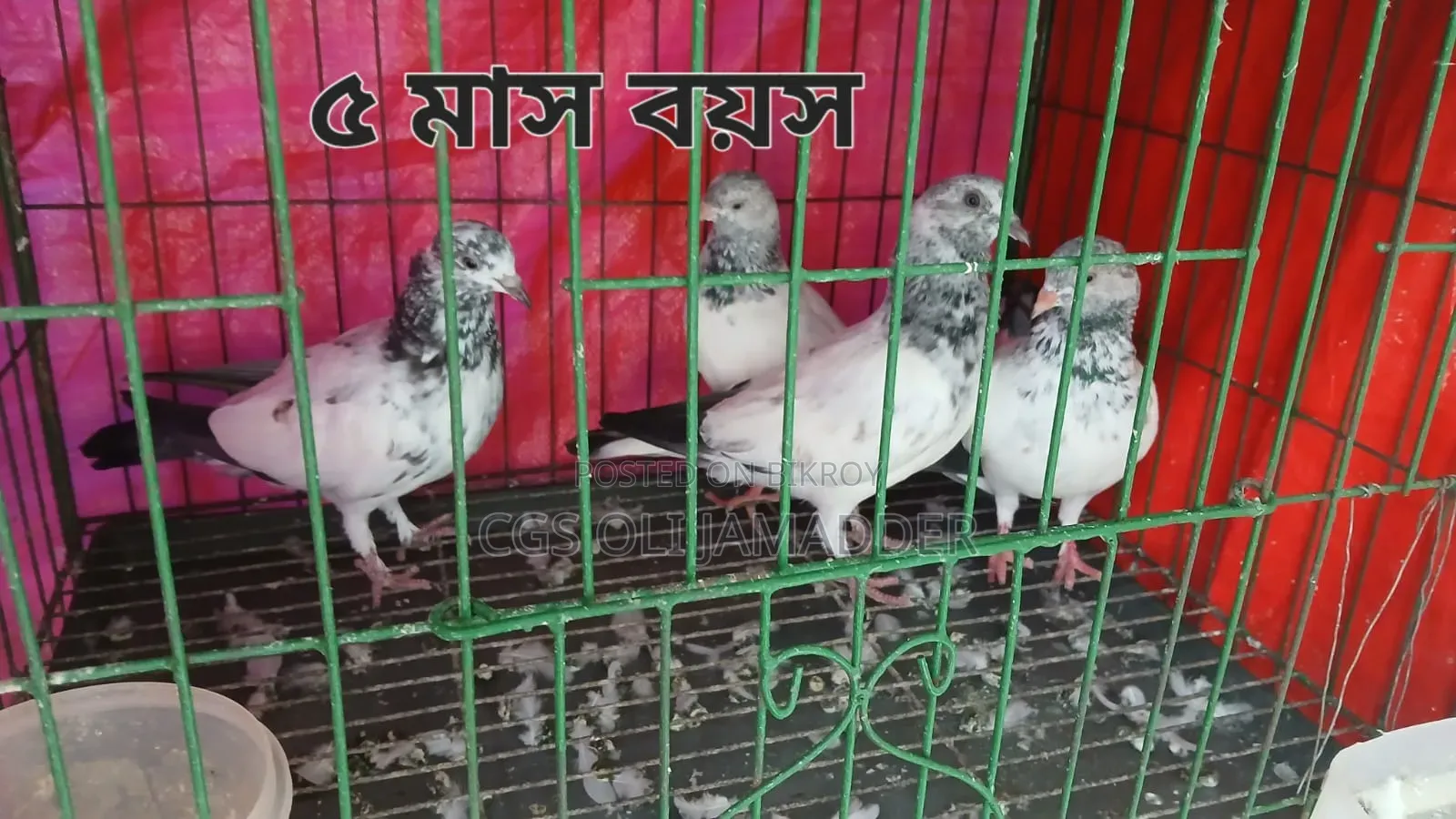 গিরিবাজ/ রেসার কবুতর