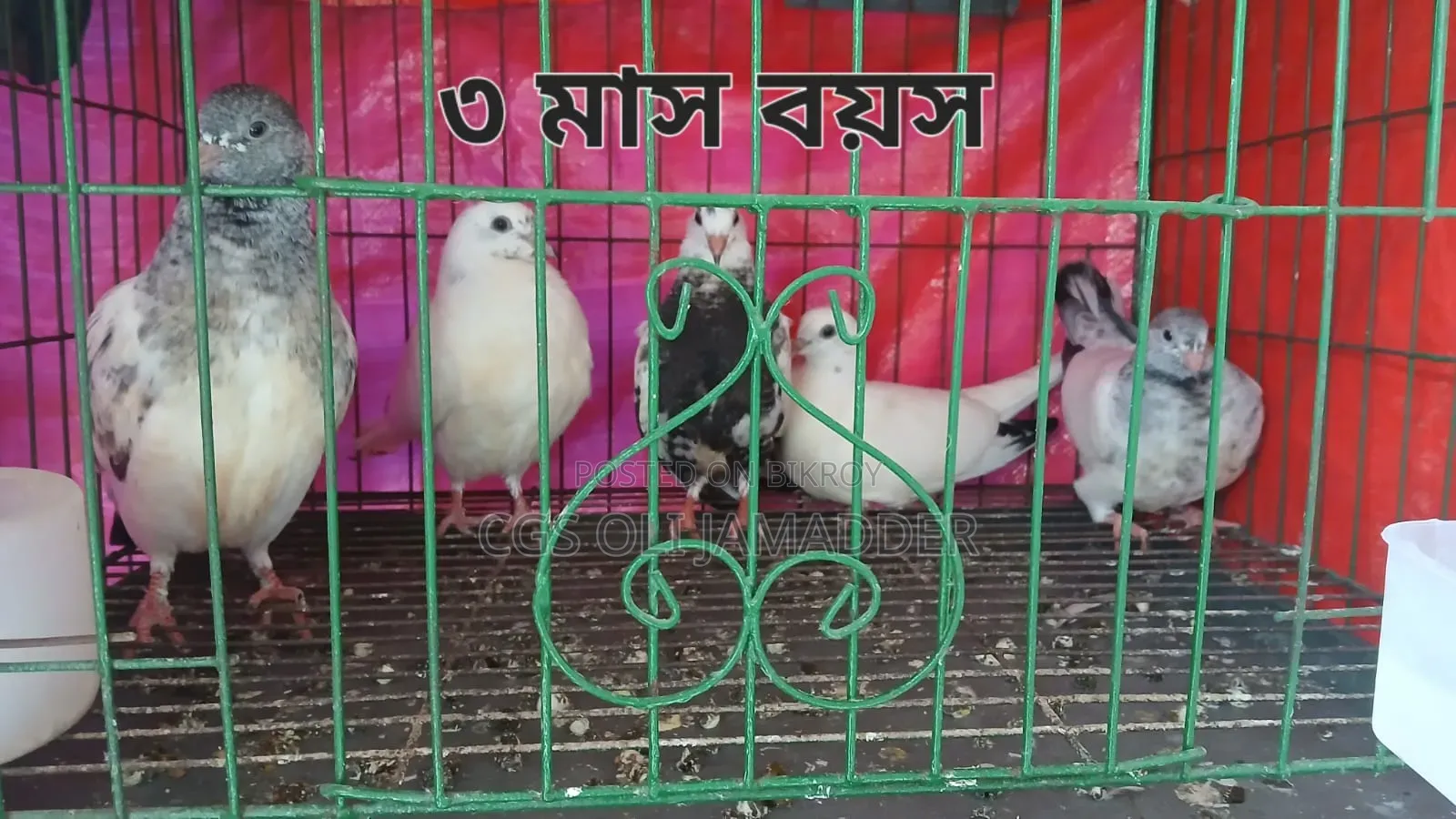 গিরিবাজ/ রেসার কবুতর