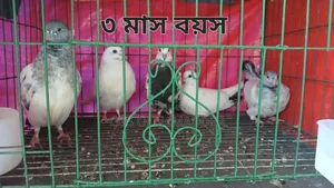 গিরিবাজ/ রেসার কবুতর