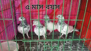 গিরিবাজ/ রেসার কবুতর