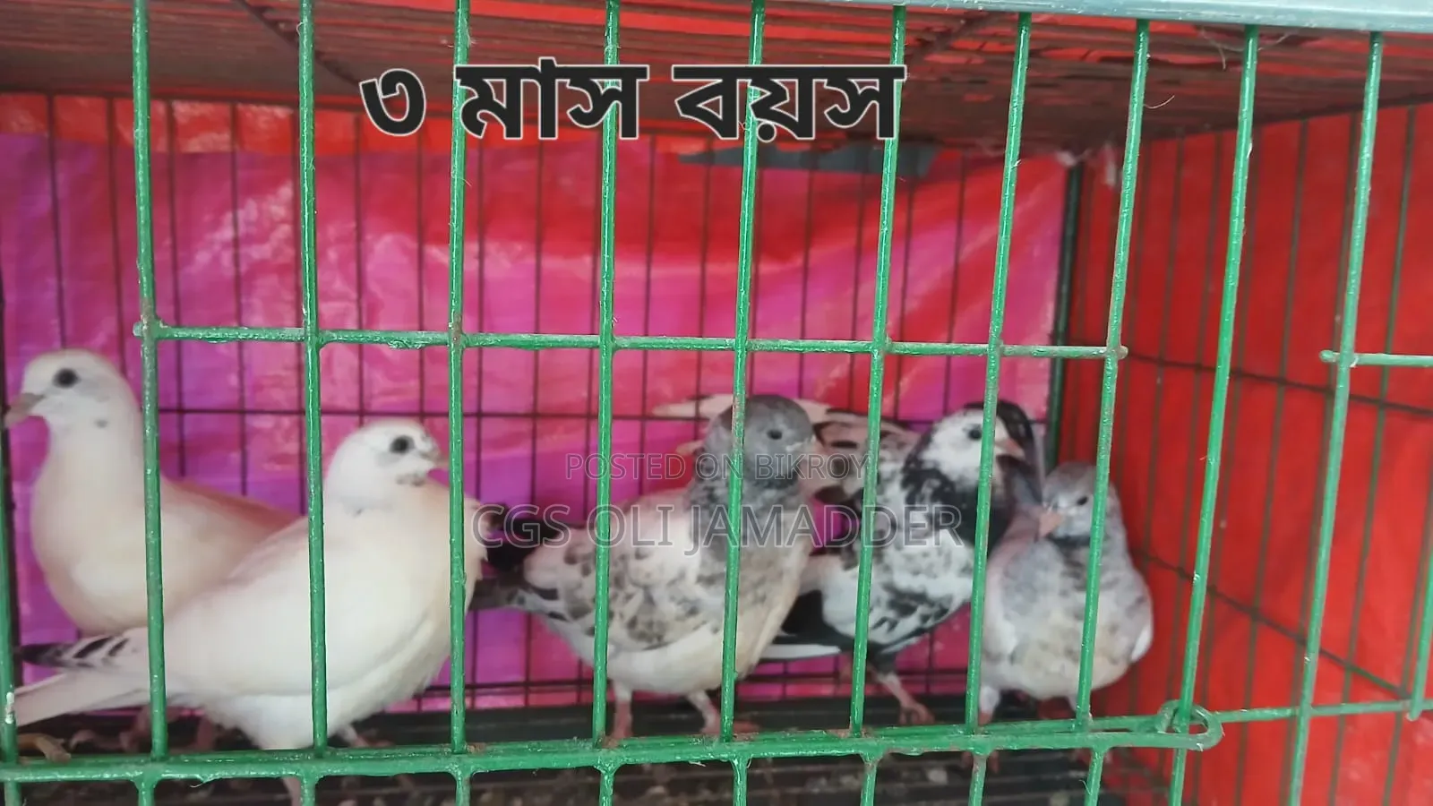 গিরিবাজ/ রেসার কবুতর