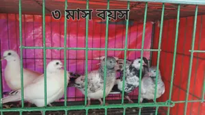 গিরিবাজ/ রেসার কবুতর