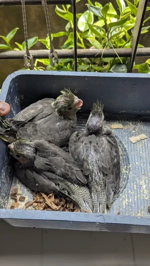 Cockatiel Baby Tame Size