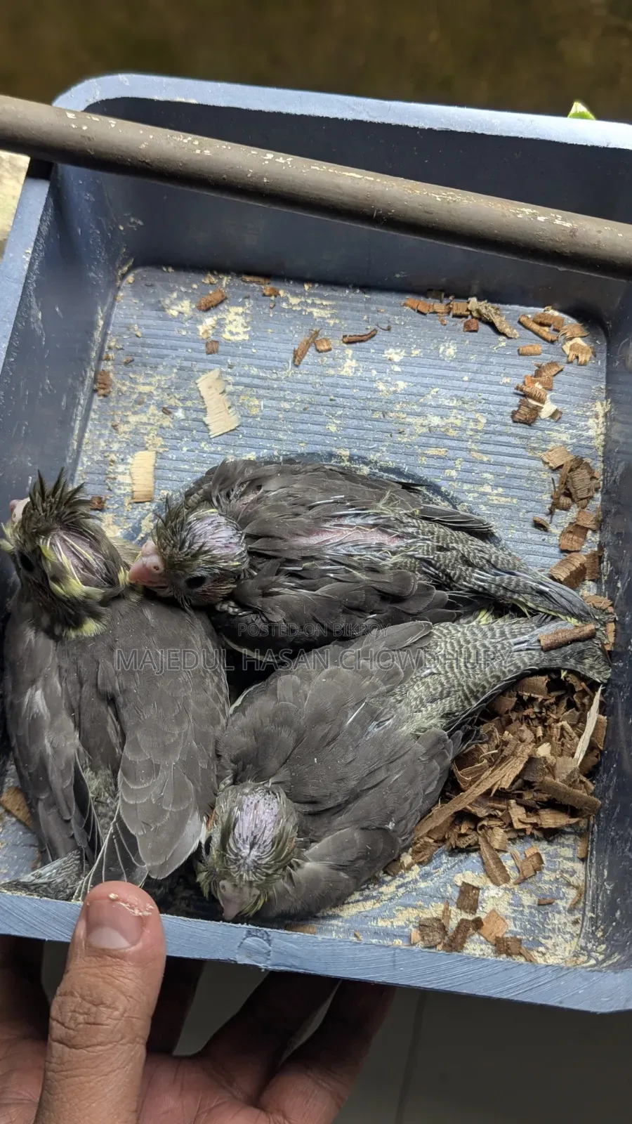 Cockatiel Baby Tame Size
