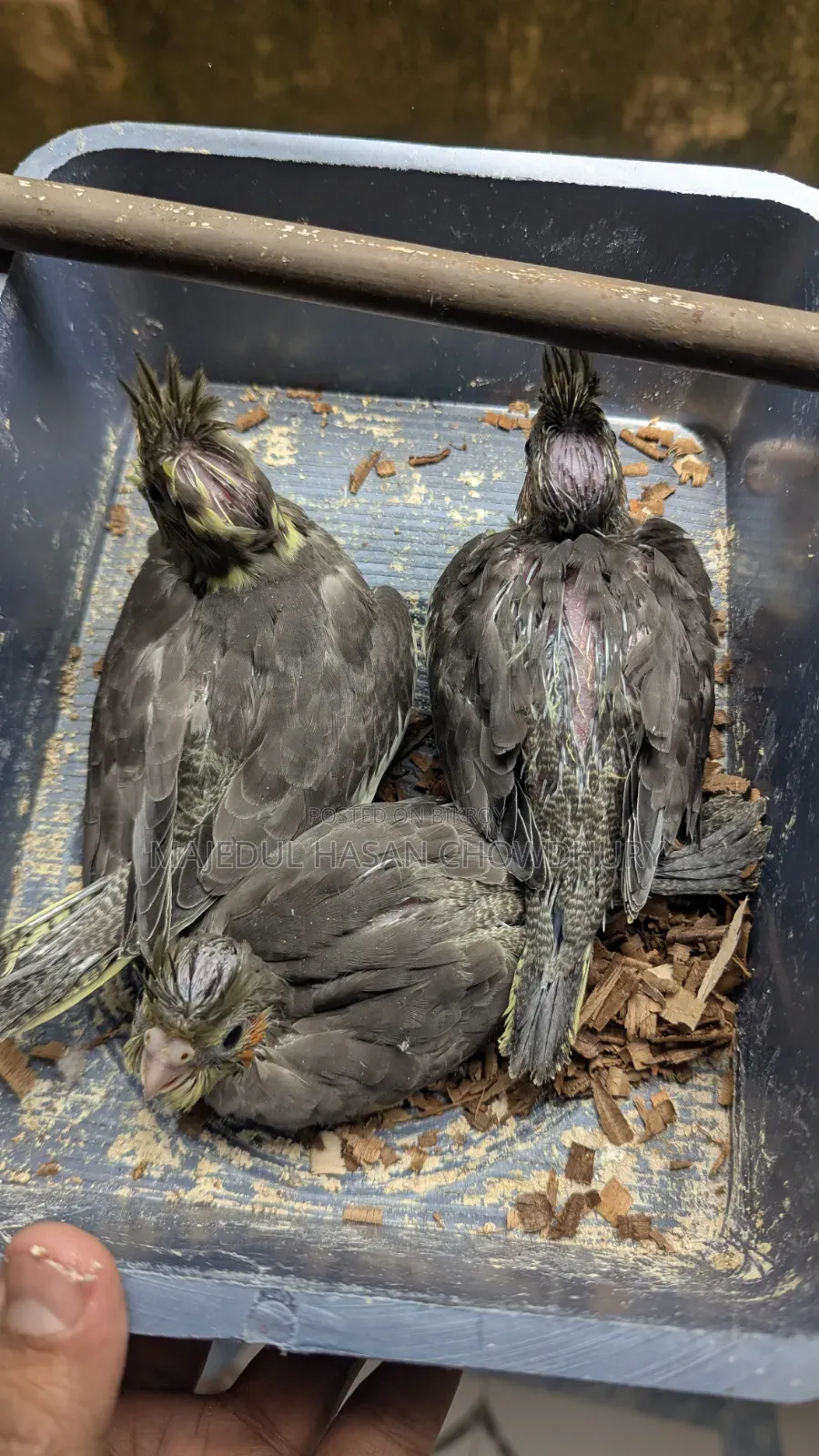 Cockatiel Baby Tame Size