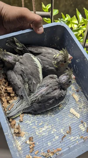 Cockatiel Baby Tame Size