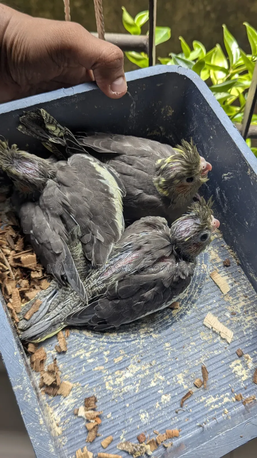 Cockatiel Baby Tame Size