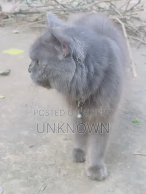 1+ year Female Purebred Persian