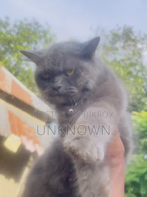 1+ year Female Purebred Persian