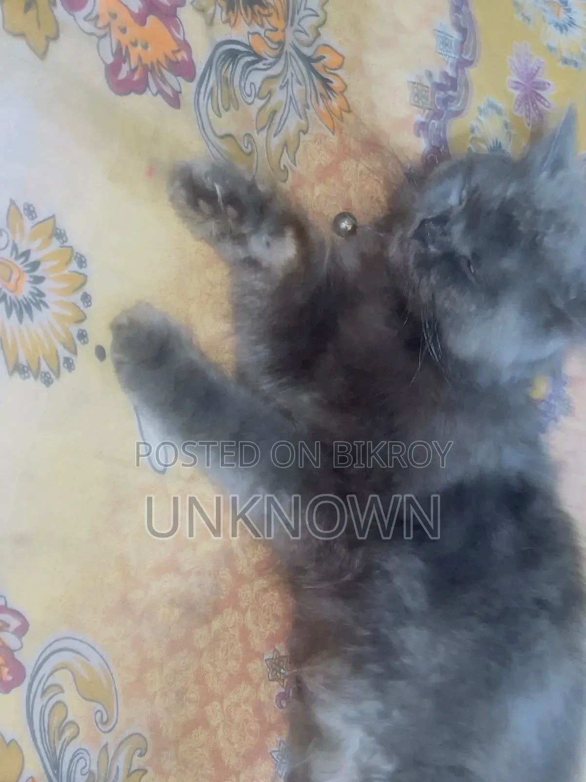 1+ year Female Purebred Persian