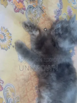 1+ year Female Purebred Persian