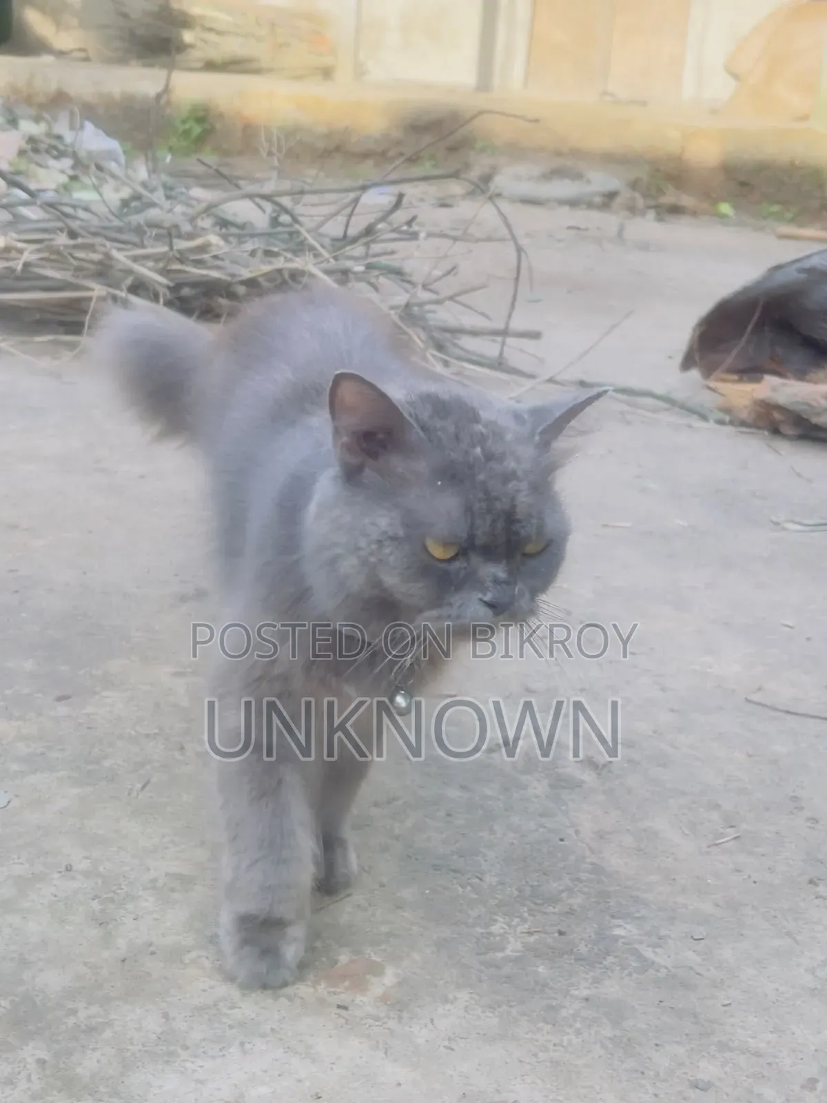 1+ year Female Purebred Persian
