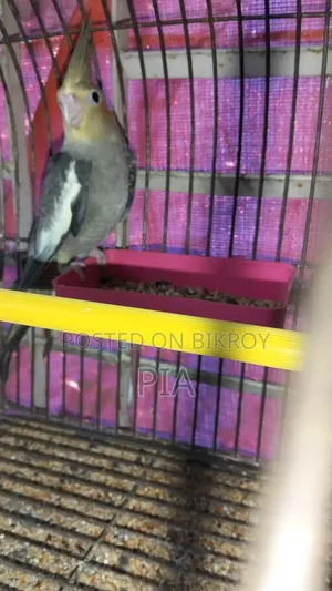 Cocatail Bird