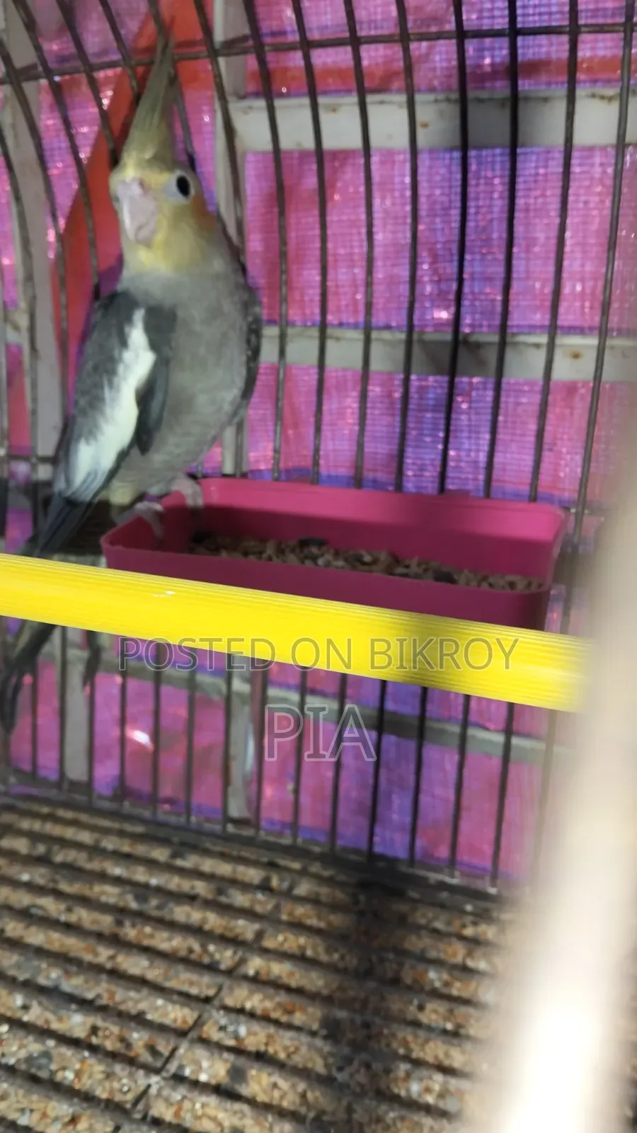 Cocatail Bird
