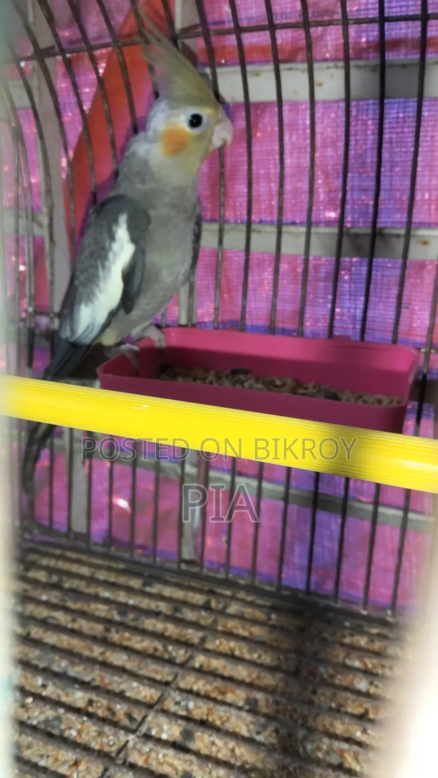 Cocatail Bird