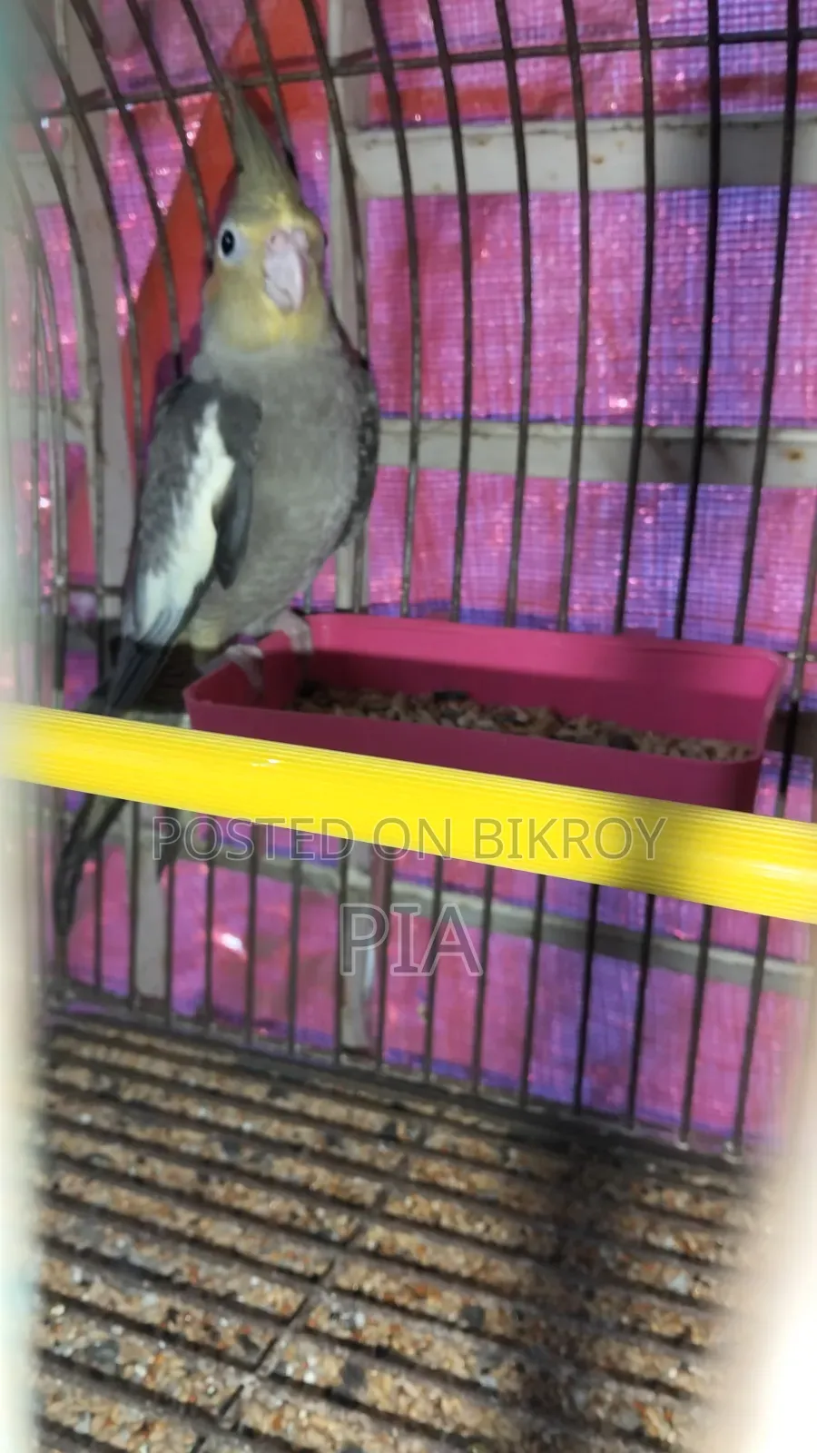 Cocatail Bird
