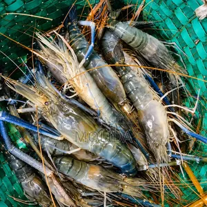 গলদা চিংড়ি