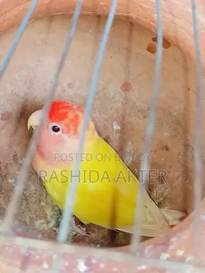 Lovebird Female Running
