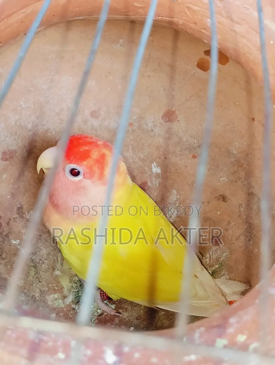 Lovebird Female Running