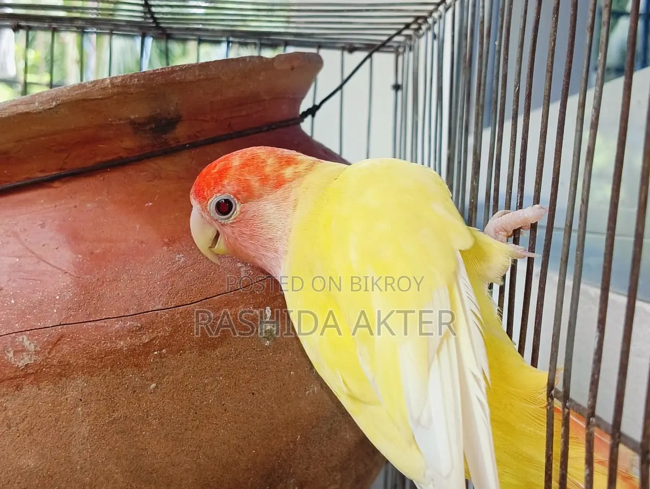 Lovebird Female Running