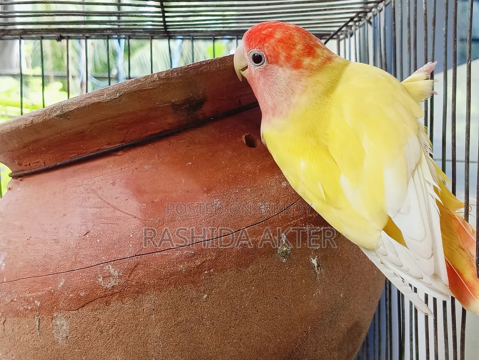 Lovebird Female Running