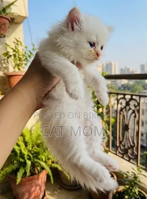 1-3 months Male Purebred Persian