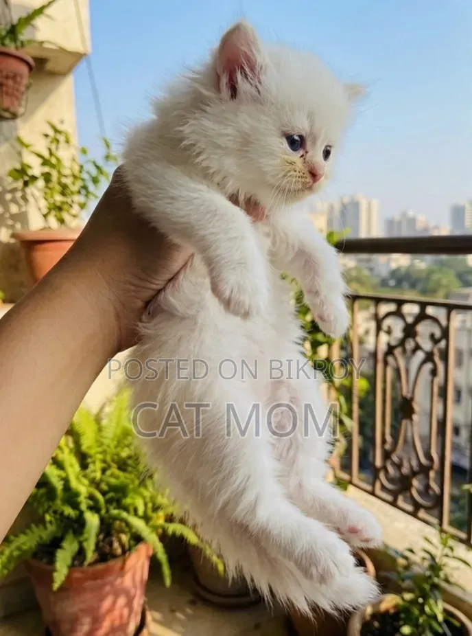 1-3 months Male Purebred Persian