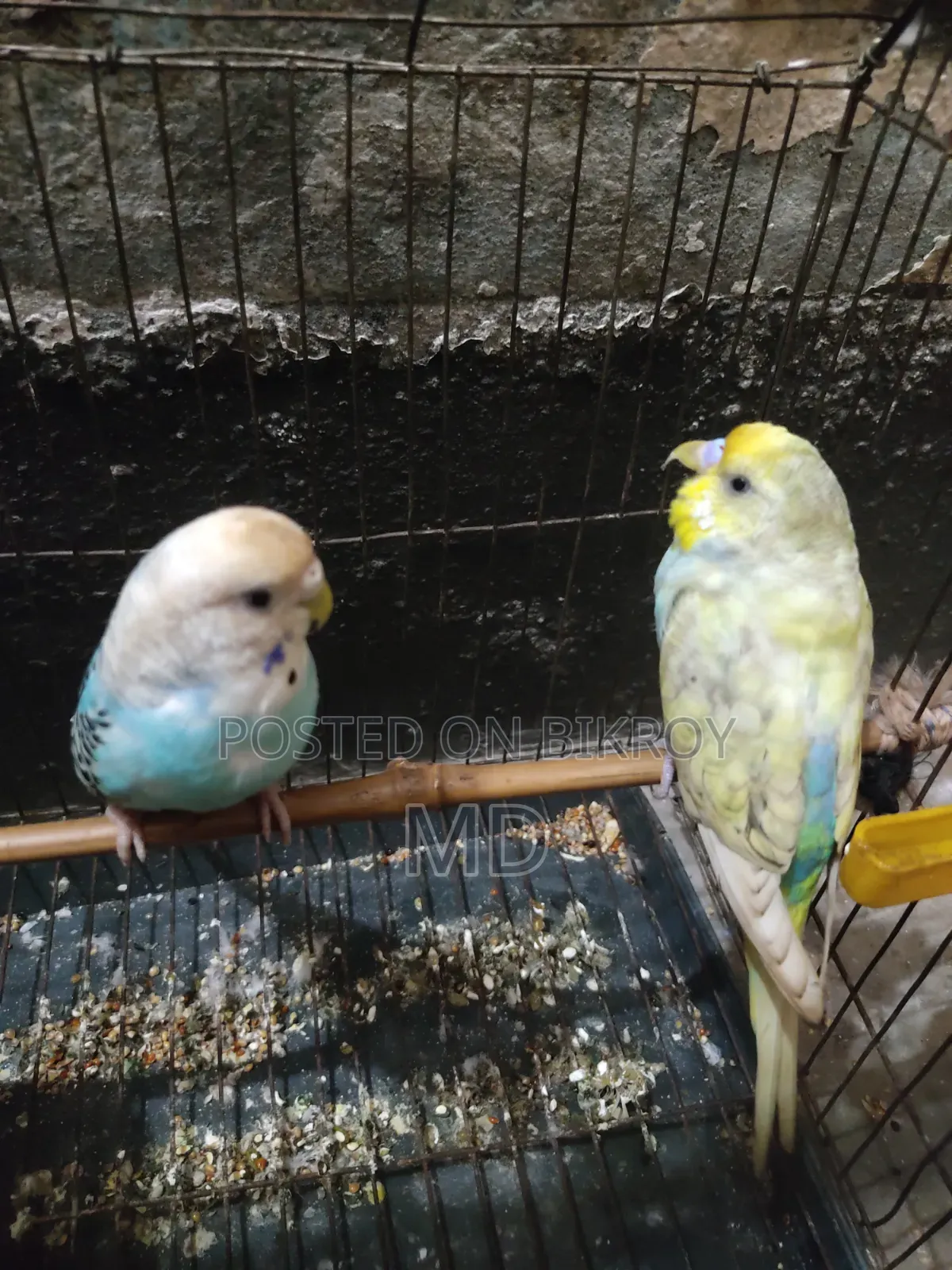 Budgerigar Bird