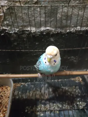 Budgerigar Bird