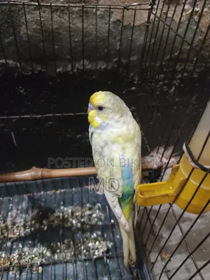 Budgerigar Bird