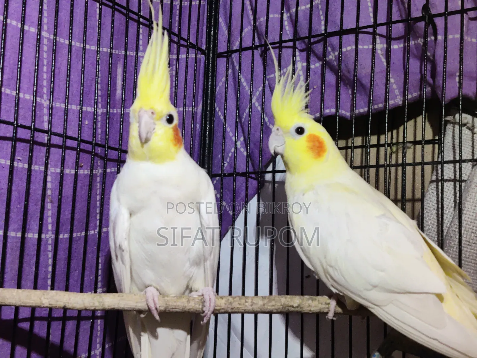 Latino Cockatiel Bird
