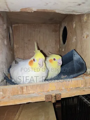 Latino Cockatiel Bird
