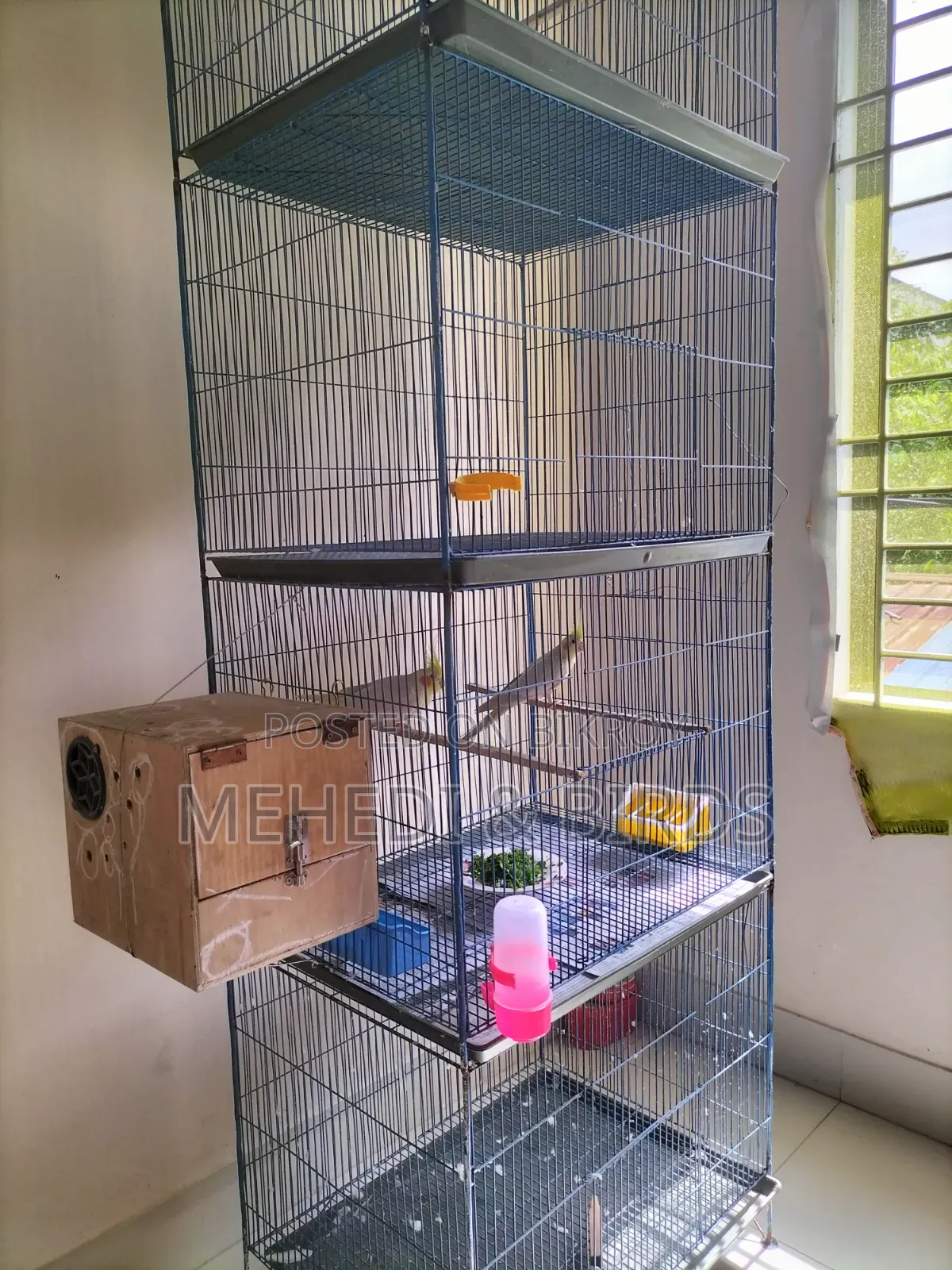 Lutino Cockatiel Master Pair