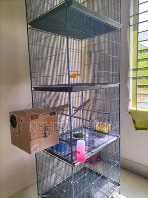 Lutino Cockatiel Master Pair