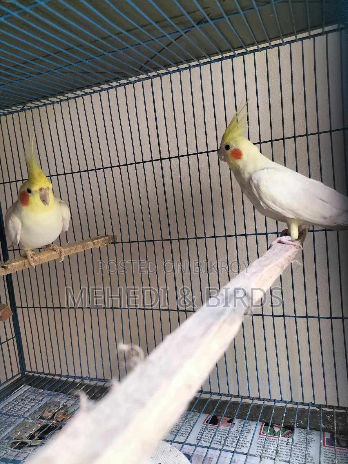 Lutino Cockatiel Master Pair