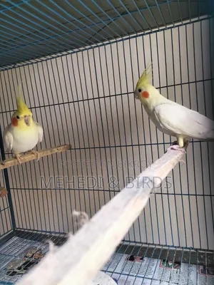Lutino Cockatiel Master Pair