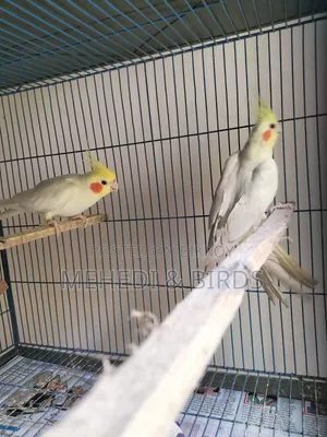 Lutino Cockatiel Master Pair