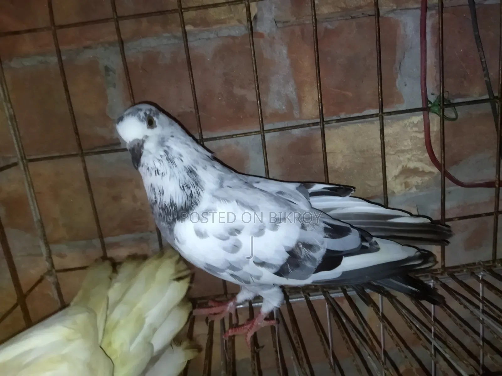 রানিং জোড়া