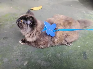 1+ year Female Purebred Persian