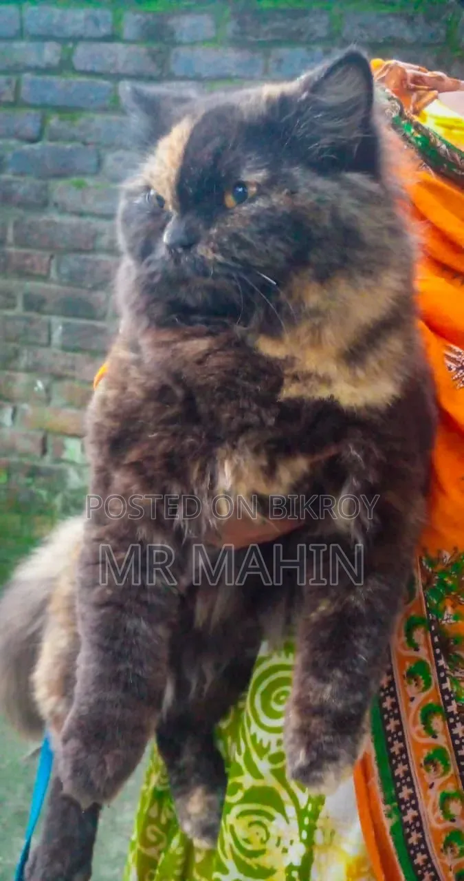 1+ year Female Purebred Persian