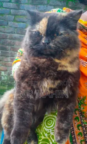 1+ year Female Purebred Persian
