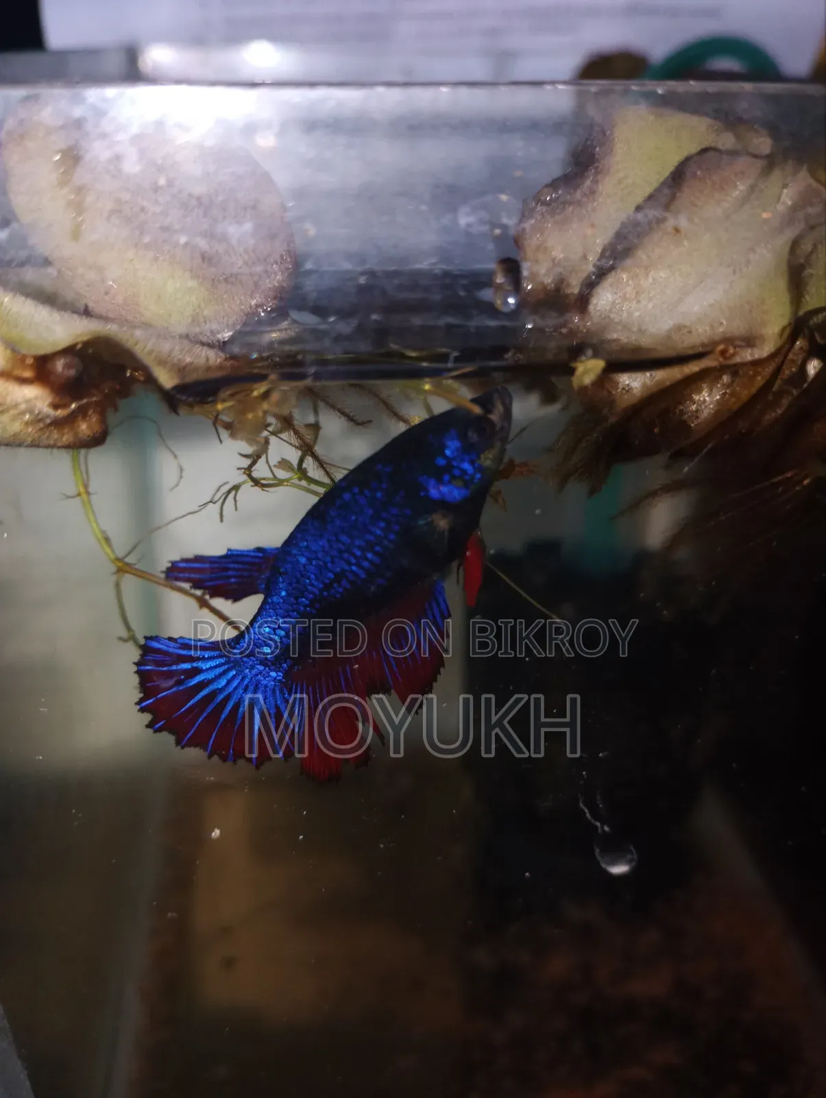 বেটা ফিমেল লোডেড ডিম ৩৫০