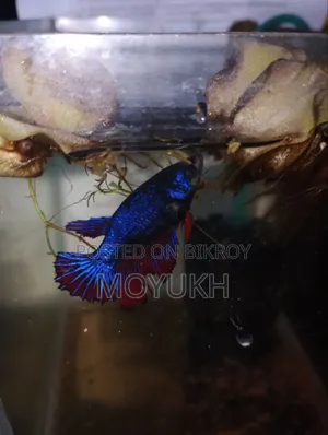 বেটা ফিমেল লোডেড ডিম ৩৫০