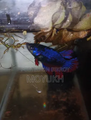 বেটা ফিমেল লোডেড ডিম ৩৫০