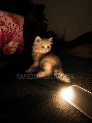 1-3 months Female Purebred Persian