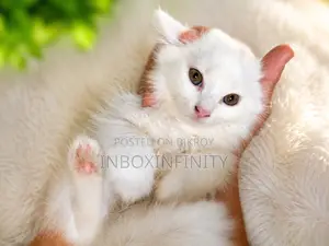 1-3 months Male Purebred Persian